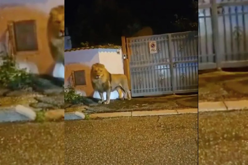 Un lion sème la panique près de Rome (VIDEO)