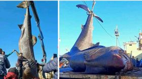 Un requin pèlerin géant capturé accidentellement en Algérie