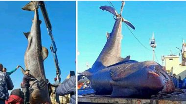 Un requin pèlerin géant capturé accidentellement en Algérie