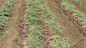 أخبار الجزائر ليوم الأحد 12 نوفمبر 2023