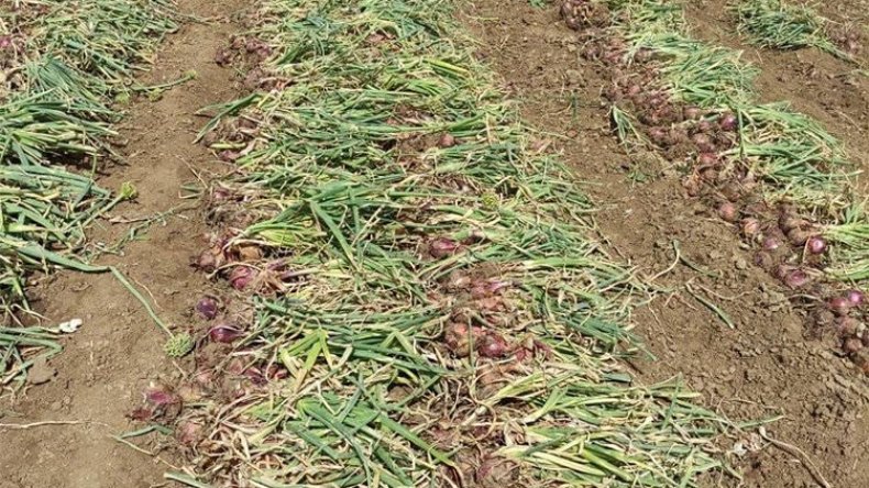 أخبار الجزائر ليوم الأحد 12 نوفمبر 2023