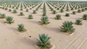 هنّي: غرس مليون نخلة ابتداء من الموسم 2023-2024
