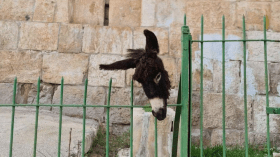 Jérusalem: Un cimetière musulman profané avec une tête d’âne