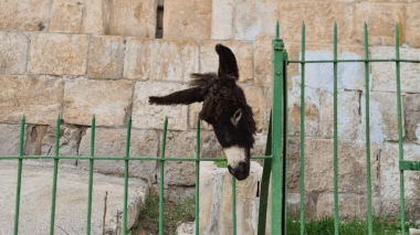 Jérusalem: Un cimetière musulman profané avec une tête d’âne
