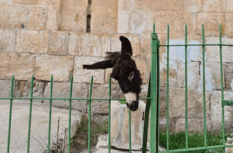 Jérusalem: Un cimetière musulman profané avec une tête d’âne