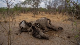 Zimbabwe: une centaine d’éléphants morts à cause de la sécheresse
