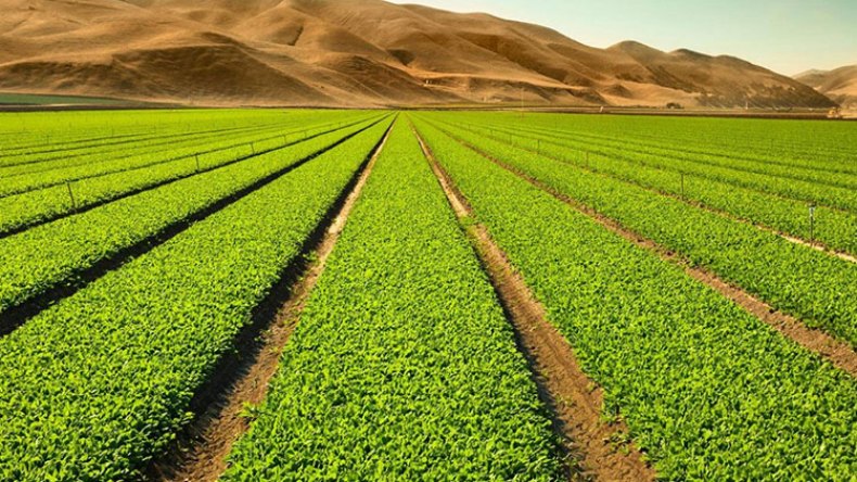 450 ألف هكتار للزراعات الاستراتيجية بالجنوب
