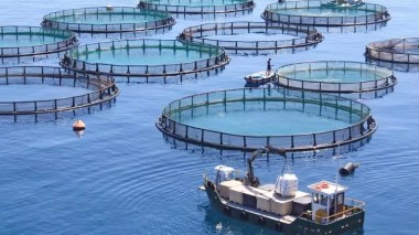 Aquaculture en cages flottantes: Lancement des deux premiers projets à Alger en mars prochain