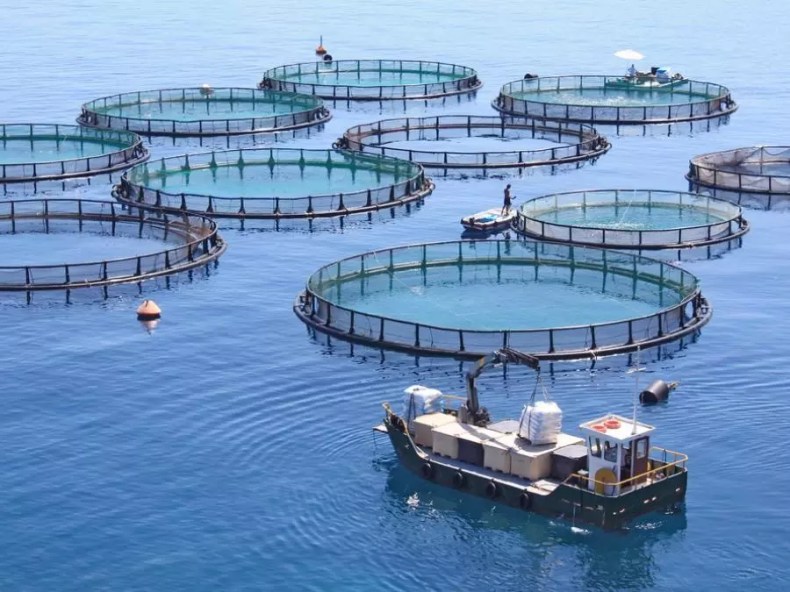 Aquaculture en cages flottantes: Lancement des deux premiers projets à Alger en mars prochain