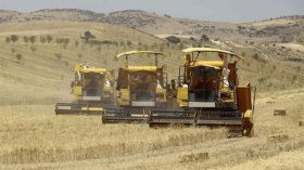 شرفة: كل العوامل متوفرة لإنتاج الحبوب عبر 3 ملايين هكتار