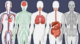 13 حقيقة مدهشة قد لا تعرفها عن جسم الإنسان
