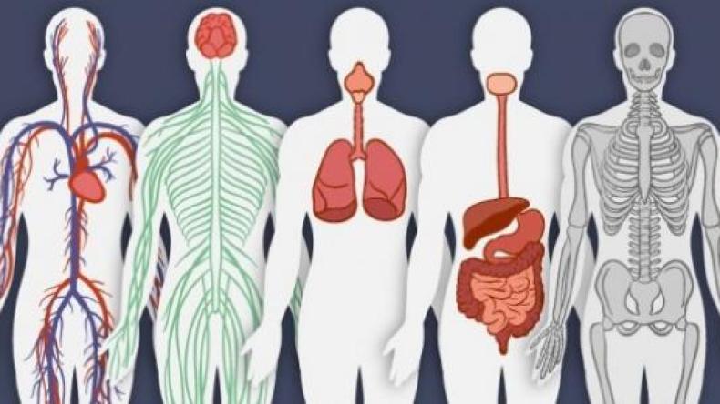13 حقيقة مدهشة قد لا تعرفها عن جسم الإنسان