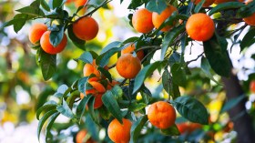 15 فائدة صحية لفاكهة الماندرين.. تعرف عليها