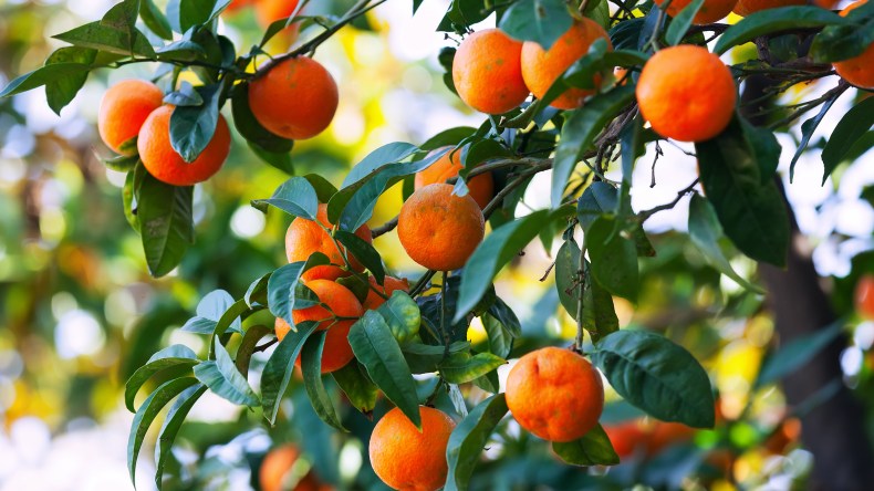 15 فائدة صحية لفاكهة الماندرين.. تعرف عليها