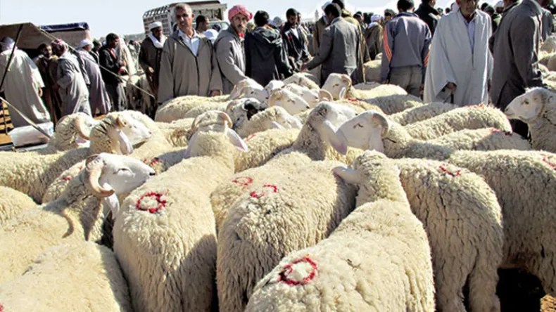 Apparition de la fièvre aphteuse: Fermeture de tous les marchés à bestiaux à Médéa