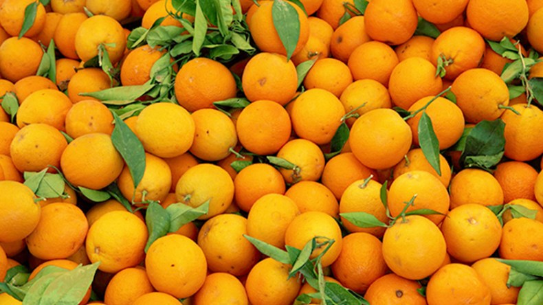 إنتاج قياسي للحمضيات وتجار يبالغون في رفع الأسعار
