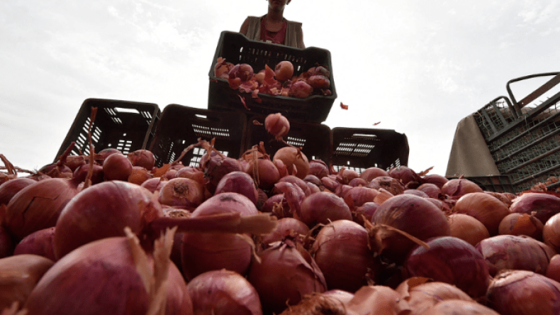 مزارع معسكر تصدّر البصل الجاف إلى تونس وليبيا