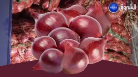 خنشلة … تصدير 80 طن من البصل الأحمر نحو موريتانيا