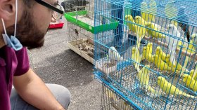 تربية الطيور بالمنازل.. متعة محفوفة بالمخاطر الصحية