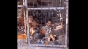 فيديو متداول لطفلين داخل قفص بحديقة يثير غضبا واسعا.. ما القصة؟