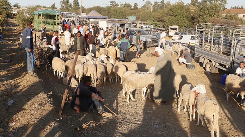 موّالون يُرحبون وتوقعات باستقرار أسعار اللحوم في رمضان