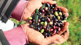 العطلة المدرسية توفر الأيادي اللازمة لجني الزيتون