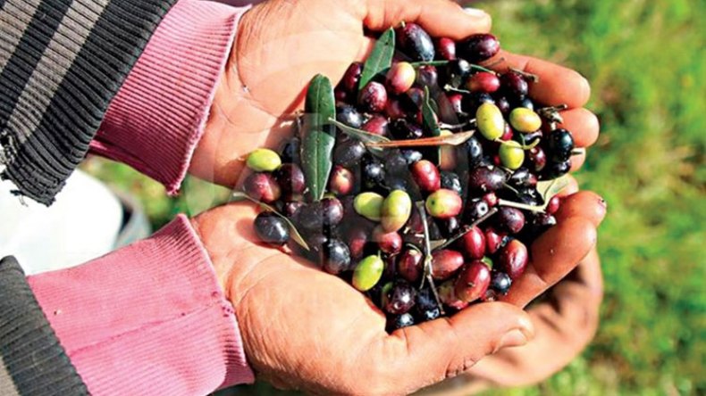 العطلة المدرسية توفر الأيادي اللازمة لجني الزيتون