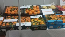 16 مليون قنطار من البرتقال سنويا و20 بالمائة يُرمى في المزابل!