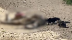 Des dépouilles de Palestiniens tués, mangées par des animaux errants