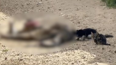 Des dépouilles de Palestiniens tués, mangées par des animaux errants