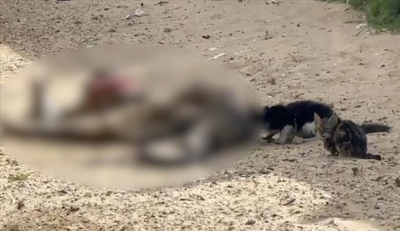 Des dépouilles de Palestiniens tués, mangées par des animaux errants