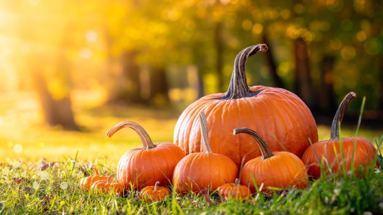 منها تقوية البصر.. تعرّف على 11 فائدة صحية لليقطين