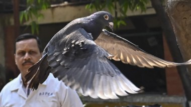 Inde: Un pigeon suspecté d’être un espion chinois maintenu 8 mois en détention