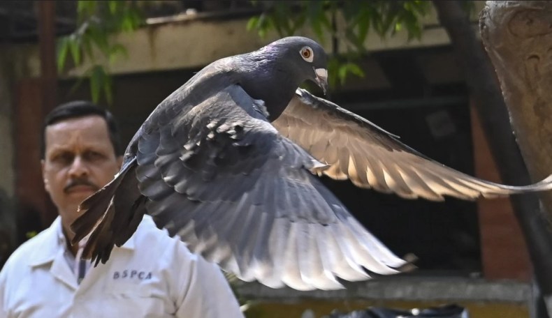Inde: Un pigeon suspecté d’être un espion chinois maintenu 8 mois en détention