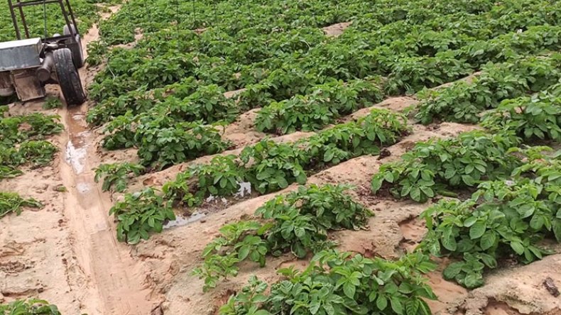 متعامل إيطالي يطلب 20 ألف هكتار للاستثمار الفلاحي بالجنوب