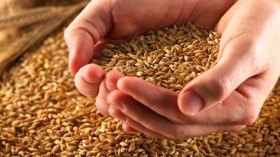 ثغرة بـ1500 قنطار من الشعير المستورد بالمسيلة