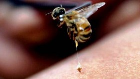 هذه هي الفوائد الخفية للسعة النحل؟