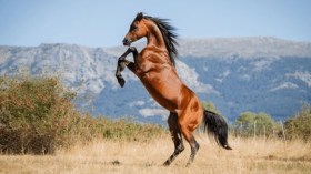 رياضيون يعشقون تربية الخيول.. من اسكتلندا إلى الأرجنتين مرورا بِبُوسعادة