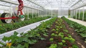 إعادة هيكلة المزارع النموذجية سياسهم في تحقيق الأمن الغذائي