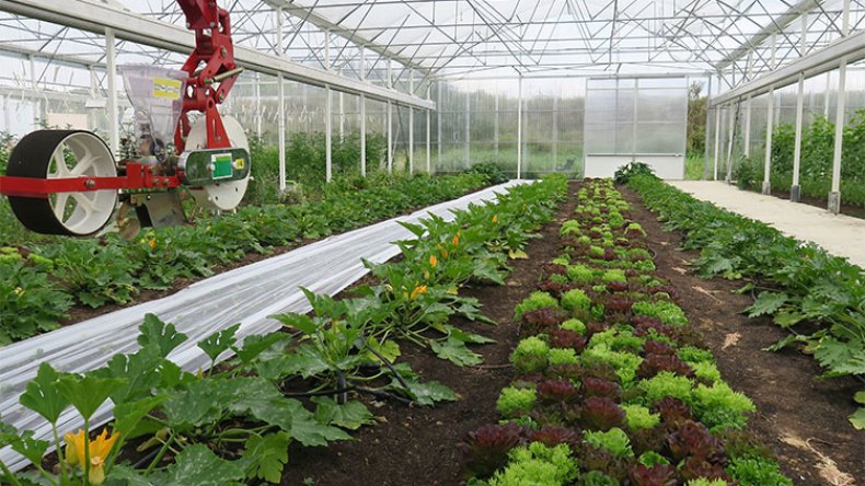 إعادة هيكلة المزارع النموذجية سياسهم في تحقيق الأمن الغذائي