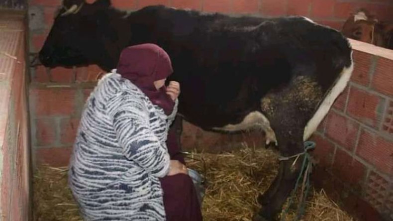 سيدات ينشئن مزرعة نموذجية بصحراء خنشلة