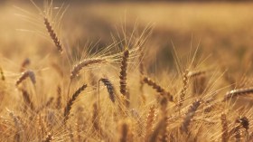 L’Égypte et l’Algérie font partie du top-5 des acheteurs de céréales russes