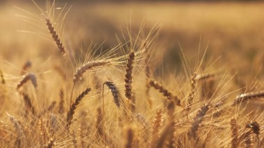 L’Égypte et l’Algérie font partie du top-5 des acheteurs de céréales russes