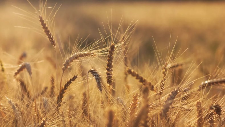 L’Égypte et l’Algérie font partie du top-5 des acheteurs de céréales russes