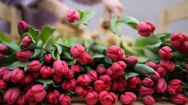 Top 5 des plus grands exportateurs de fleurs au monde en 2023