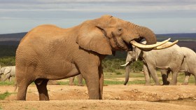 Ce pays africain intensifie la lutte contre le trafic d’espèces animales protégées