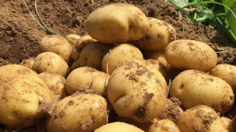 تفريغ 8000 طن من مخزون البطاطا في الأسواق