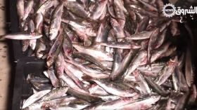 قسنطينة .. السردين بـ 500 دج .. تجار يتوافدون من كل الولايات لأخد حصصهم