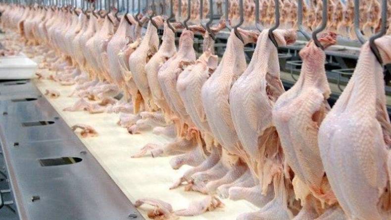 “أوناب”: 11 ألف و400 طن من الدواجن جاهزة لدخول السوق في رمضان