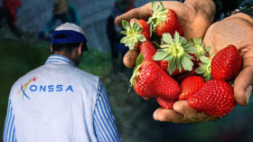فراولة المغرب تتسبب في التهاب الكبد الفيروسي .. اتحاد الأغذية الأوروبي يحذّر